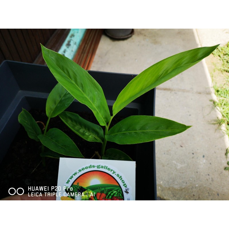 Thai-Ingwer, großer Galgant Samen (Alpinia galanga) | 1,95 €