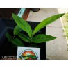 Thai-Ingwer, großer Galgant Samen (Alpinia galanga) | 1,95 €