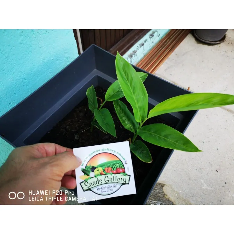Blue Ginger Or Thai Ginger Seeds (Alpinia galanga)