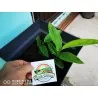 Blue Ginger Or Thai Ginger Seeds (Alpinia galanga)