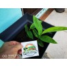 Thai-Ingwer, großer Galgant Samen (Alpinia galanga) | 1,95 €