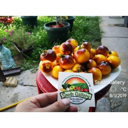 Wagner Blue Yellow Tomato Seeds 2.25 - 3