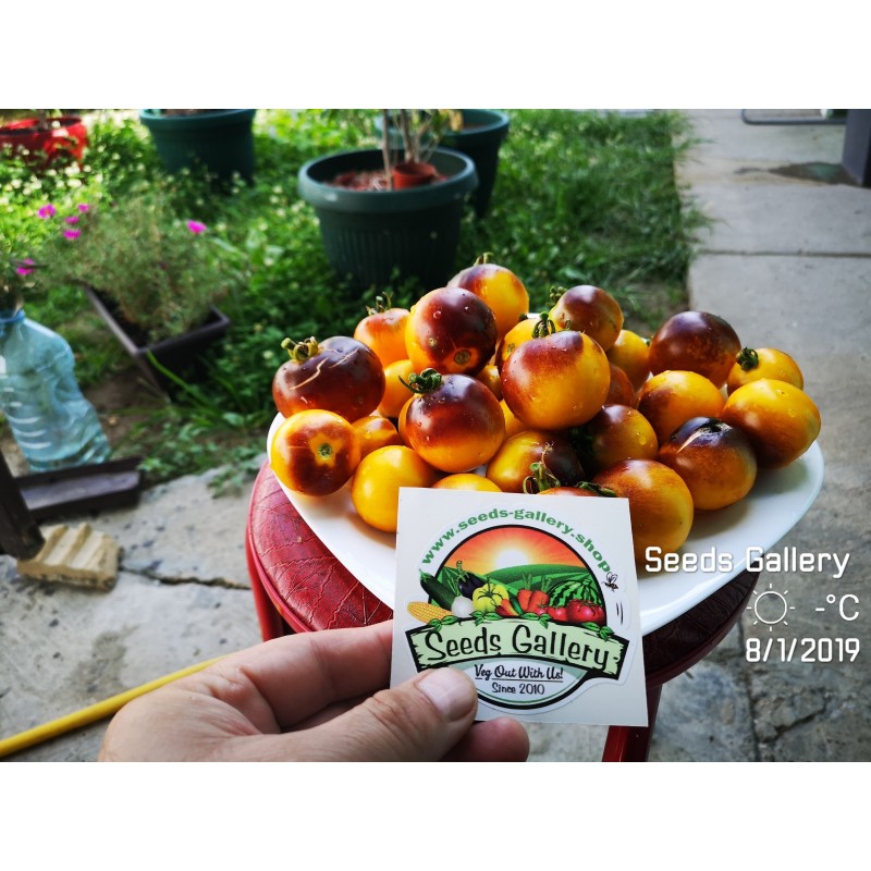 Price: €1.65 - Semillas de tomate amarillo azul de Wagner - Seeds Gallery
