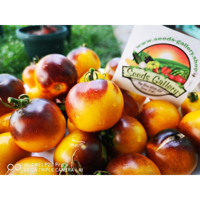 Price: €1.65 - Semillas de tomate amarillo azul de Wagner - Seeds Gallery