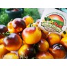 Price: €1.65 - Semillas de tomate amarillo azul de Wagner - Seeds Gallery