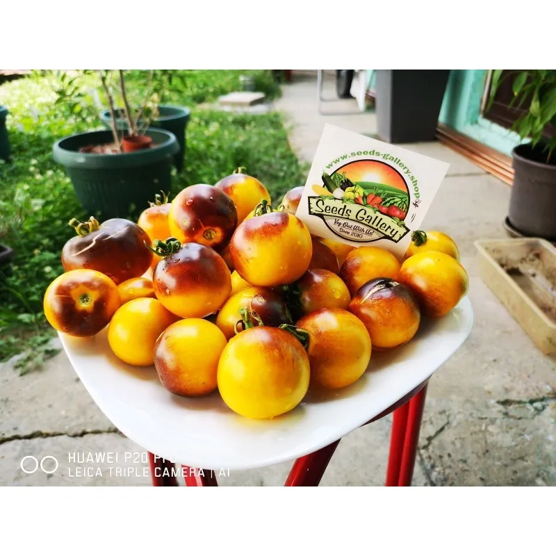 Graines de tomate Wagner Bleu Jaune