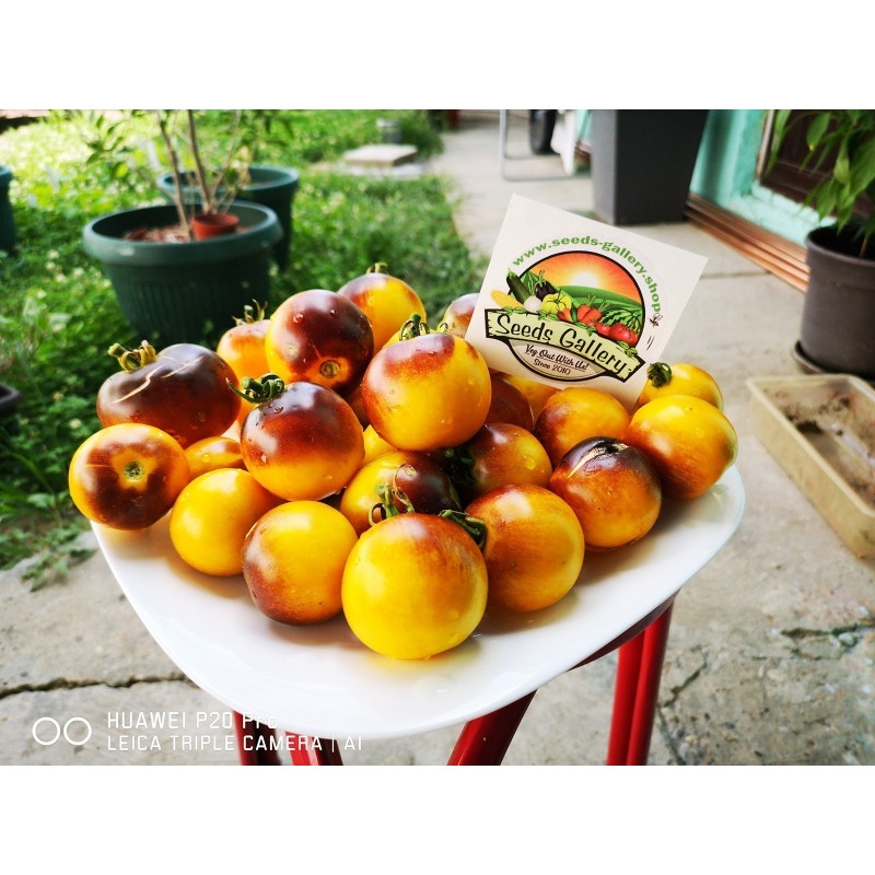 Price: €1.65 - Semillas de tomate amarillo azul de Wagner - Seeds Gallery