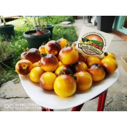Вагнер Синий Желтый томатные семена 2.25 - 6