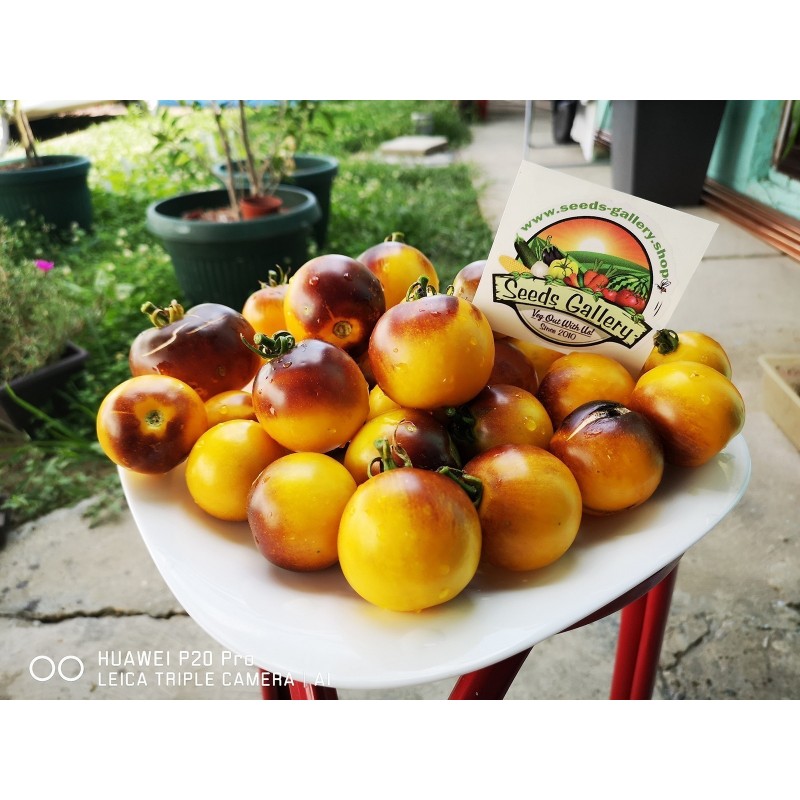 Price: €1.65 - Semillas de tomate amarillo azul de Wagner - Seeds Gallery