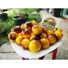Sementes de tomate Amarelo Azul Wagner
