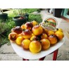 Price: €1.65 - Semillas de tomate amarillo azul de Wagner - Seeds Gallery