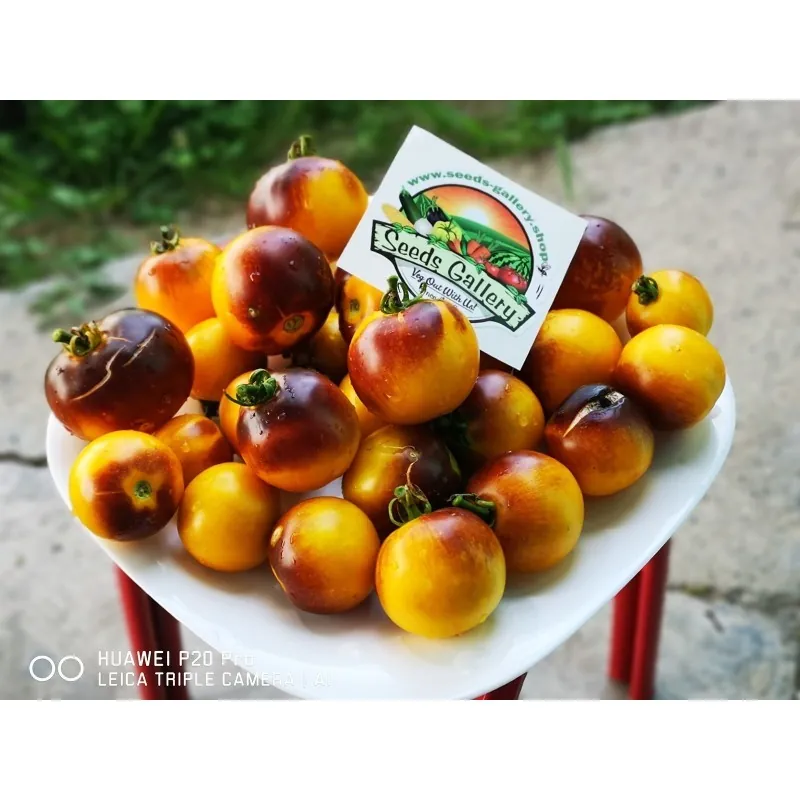 Sementes de tomate Amarelo Azul Wagner