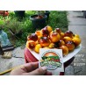 Price: €1.65 - Semillas de tomate amarillo azul de Wagner - Seeds Gallery