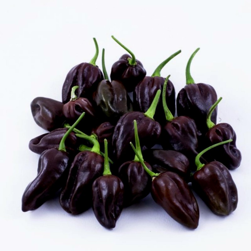 Price: €1.85 - Graines piment Habanero rouge, jaune, orange - Seeds Gallery