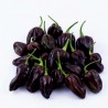 Price: €1.85 - Graines piment Habanero rouge, jaune, orange - Seeds Gallery