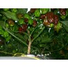 Price: €1.85 - Graines piment Habanero rouge, jaune, orange - Seeds Gallery