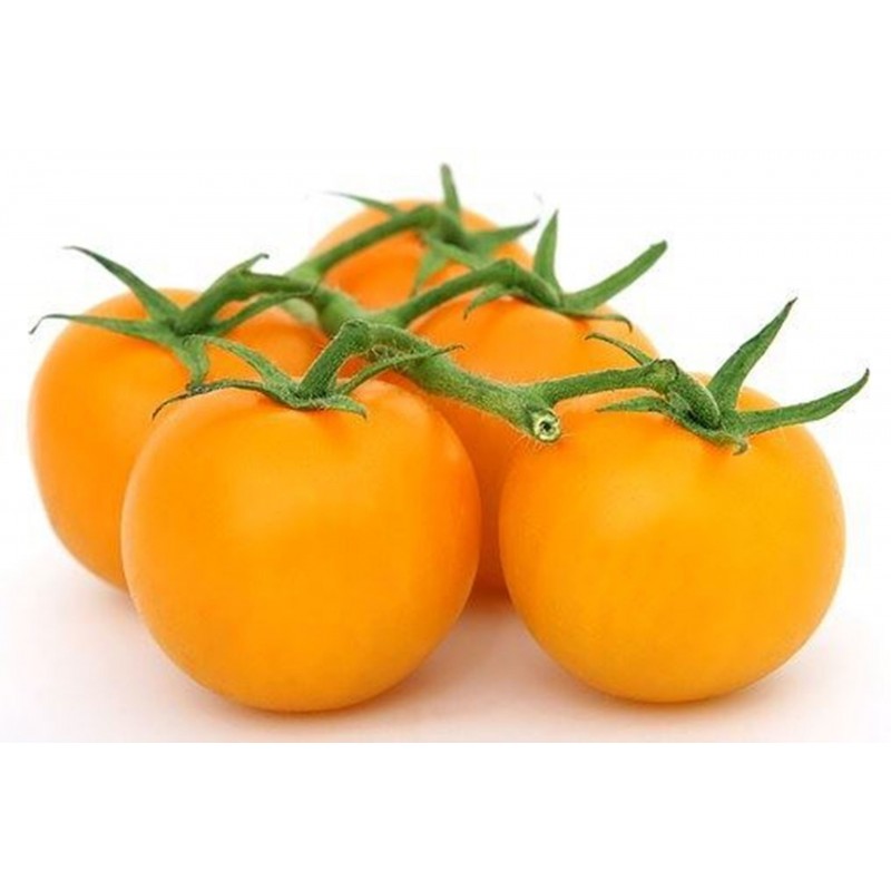 Price: €1.95 - Semillas de tomate GOLD NUGGET - Seeds Gallery