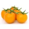 Graines de Tomate GOLD NUGGET