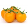 Price: €1.95 - Semillas de tomate GOLD NUGGET - Seeds Gallery
