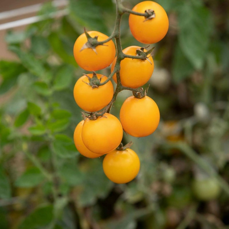 GOLD NUGGET Tomato Yellow Cherry Seeds 1.85 - 2