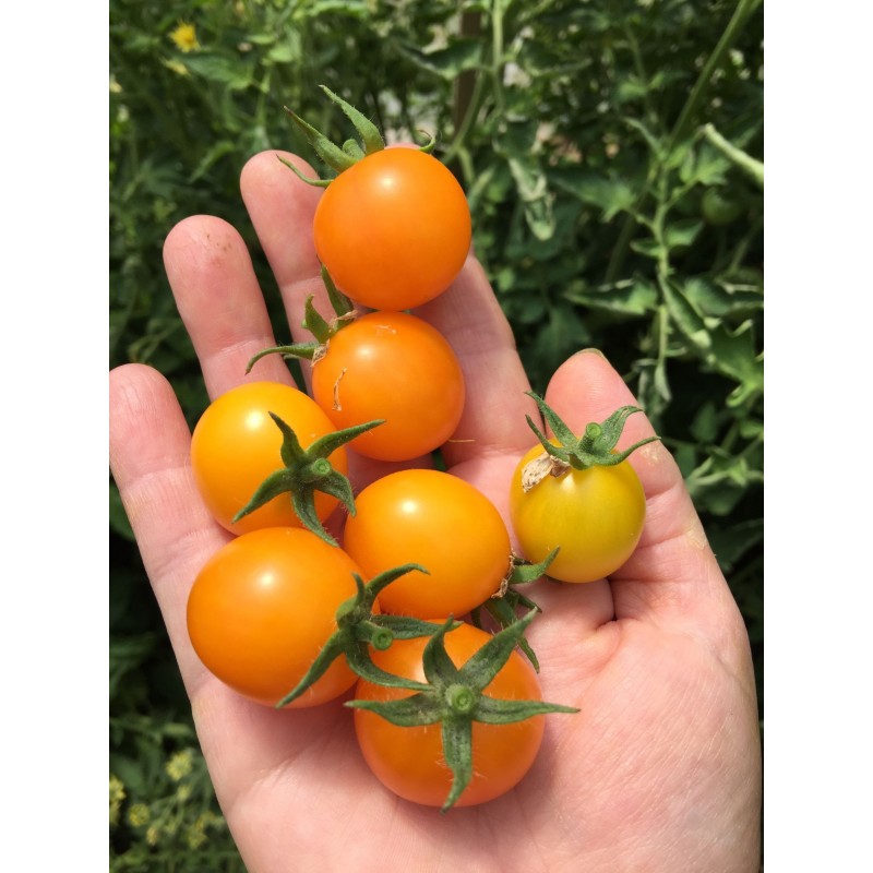Price: €1.95 - Semillas de tomate GOLD NUGGET - Seeds Gallery