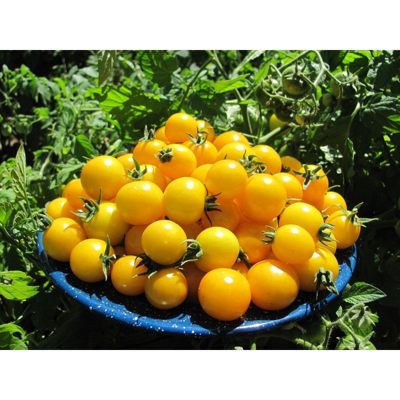 Price: €1.95 - Sementes de tomate GOLD NUGGET - Seeds Gallery
