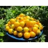 Gold Nugget Cherrytomaten Samen