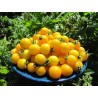 Price: €1.95 - Semillas de tomate GOLD NUGGET - Seeds Gallery