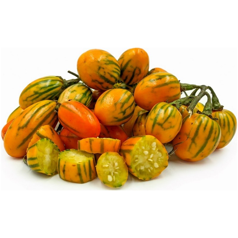 STRIPED TOGA Auberginefrön | 2,25 €