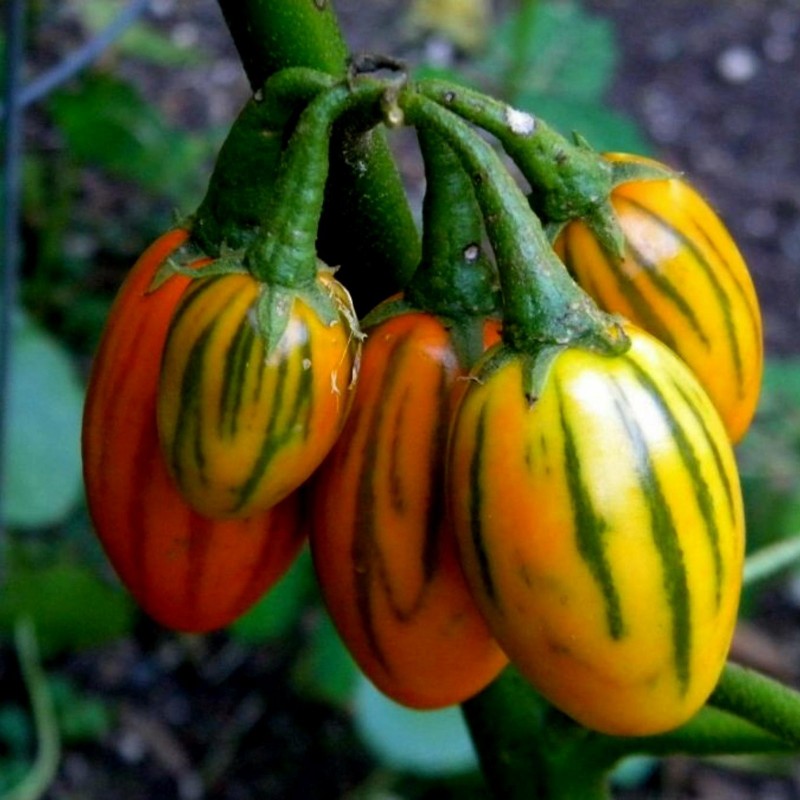 STRIPED TOGA Auberginefrön | 2,25 €