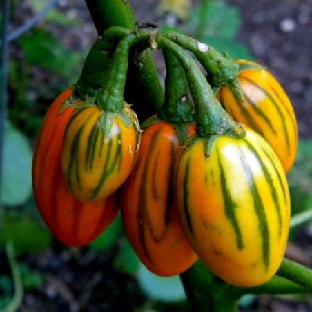 Graines de Aubergines STRIPED TOGA