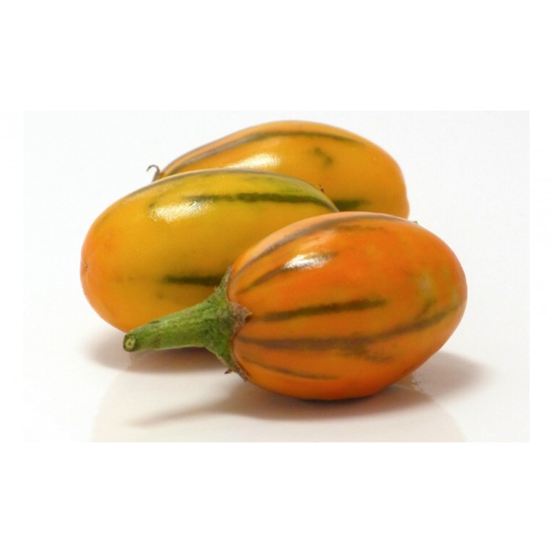 STRIPED TOGA Auberginefrön | 2,25 €