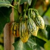 STRIPED TOGA Auberginefrön | 2,25 €