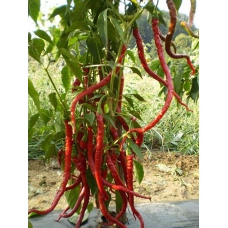 Price: €1.65 - Sementes de pimentão doce PITON - PYTHON -