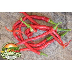 Price: €1.65 - Semillas de Pimiento dulce PITON - PYTHON - 