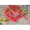 Sweet Chili Seeds PITON - PYTHON