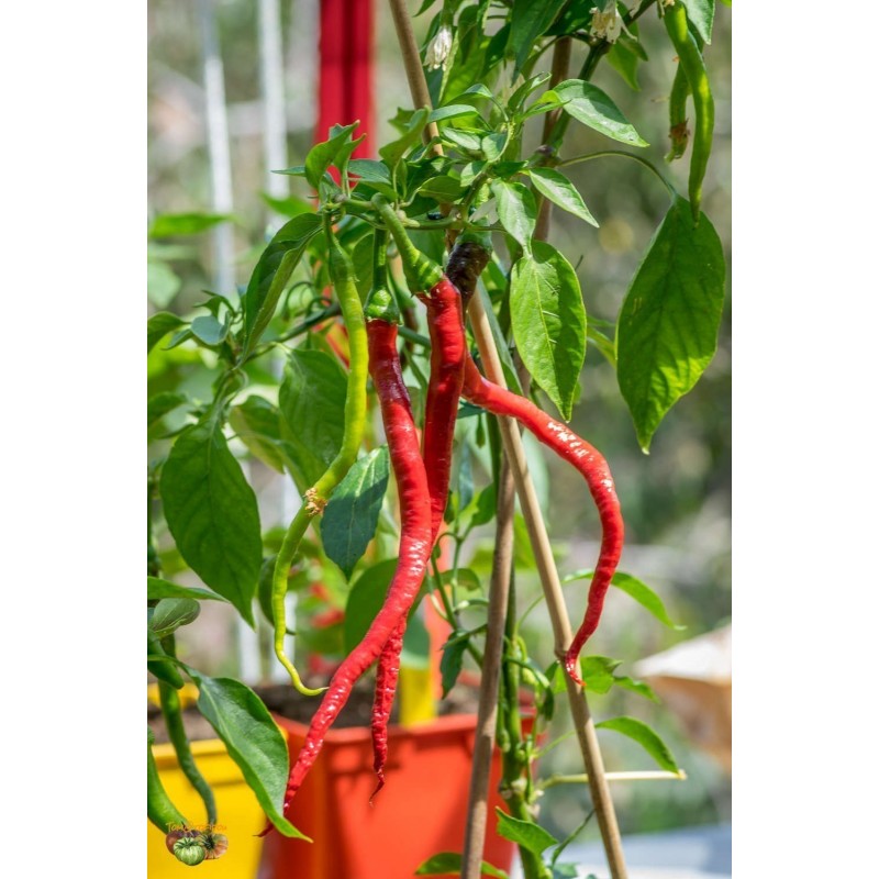 Price: €1.65 - Süßer Chili Samen PITON - PYTHON - 