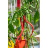 Price: €1.65 - Süßer Chili Samen PITON - PYTHON - 