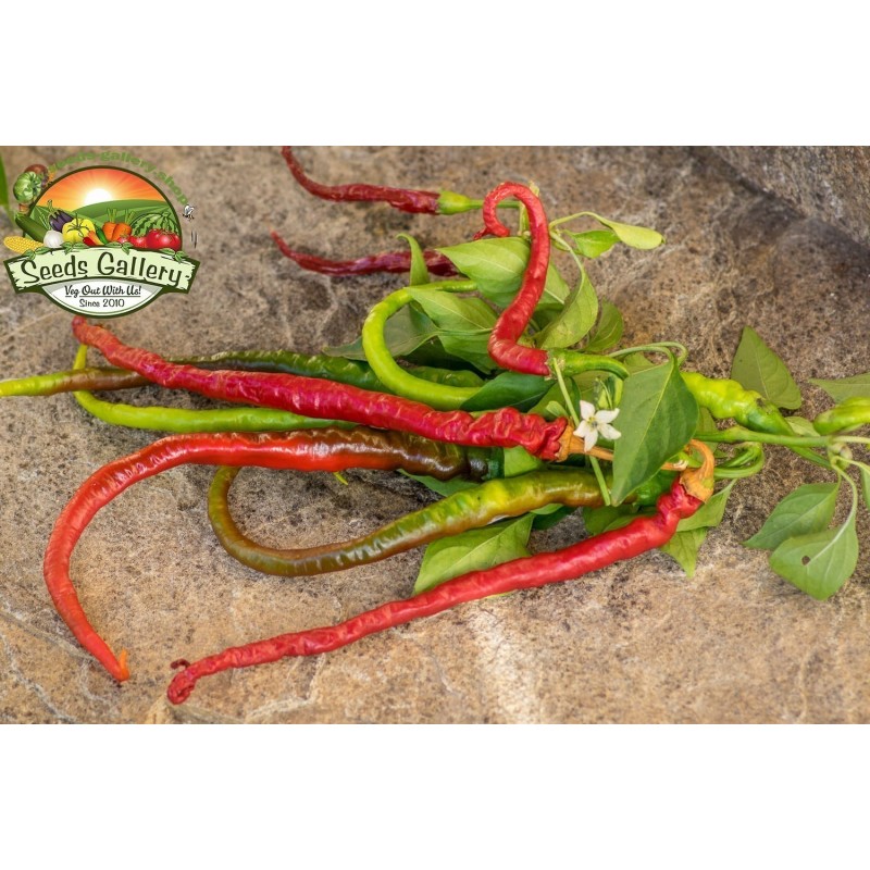 Price: €1.65 - Süßer Chili Samen PITON - PYTHON - 