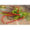 Price: €1.65 - Süßer Chili Samen PITON - PYTHON - 
