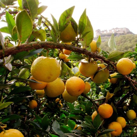 Price: €6 - CHINOTTO Mirisna Pomorandza Seme -