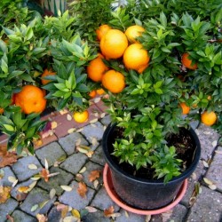 Graines de Orange CHINOTTO (Citrus myrtifolia) 6 - 5