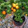 Price: €6 - Κιτρέα η μυρτόφυλλος σπόρος (Citrus myrtifolia) - 