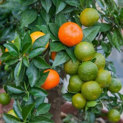 Sementes de CHINOTTO (Citrus myrtifolia) 6 - 6