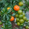 Price: €6 - Κιτρέα η μυρτόφυλλος σπόρος (Citrus myrtifolia) - 