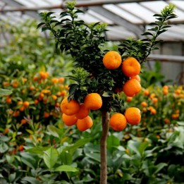 Będź CHINOTTO Pomarańcza Nasiona (Citrus myrtifolia) - 703.73745