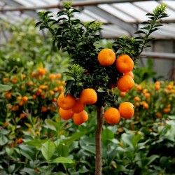 CHINOTTO Orange Frön (citrus myrtifolia) 6 - 9