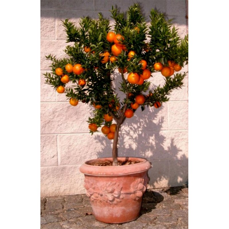 Price: €6 - Κιτρέα η μυρτόφυλλος σπόρος (Citrus myrtifolia) - 