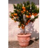Price: €6 - Κιτρέα η μυρτόφυλλος σπόρος (Citrus myrtifolia) - 