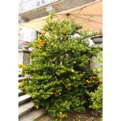 CHINOTTO - Myrtle Leaved Orange Tree Seeds 6 - 8